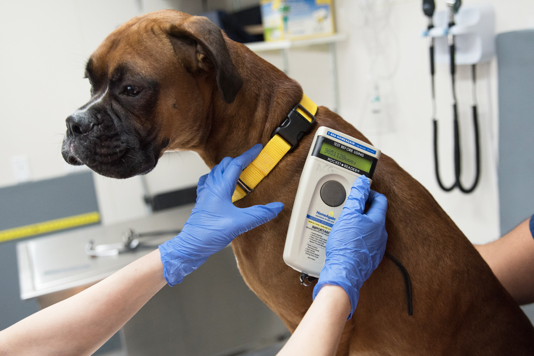scanning for microchip