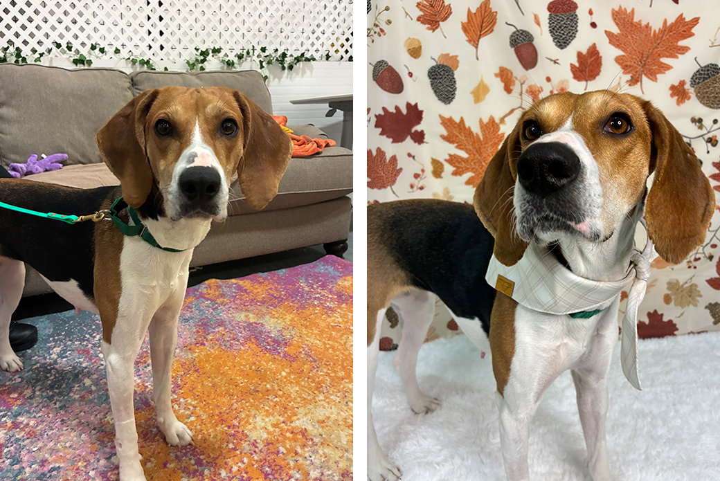 Two photos of a brown and white dog looking at the viewer