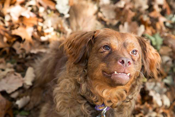 Brown spaniel sitting in the leaves