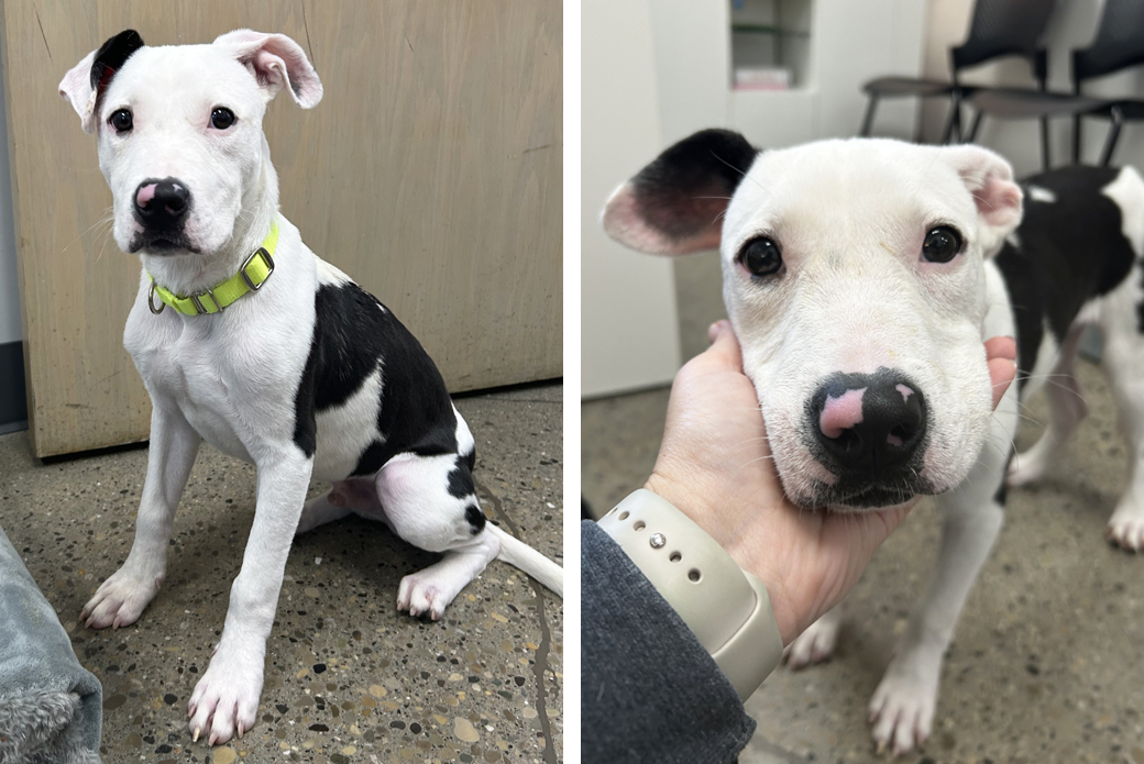A black-and-white dog sitting nicely, and the same dog being pet