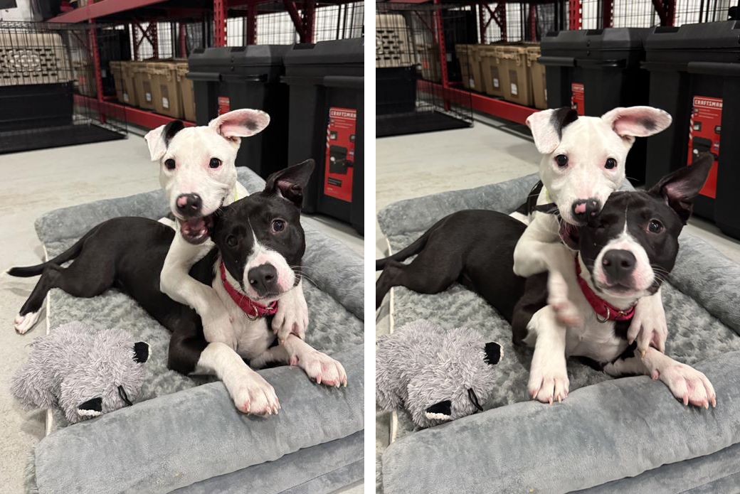 Garrick playing with a friend