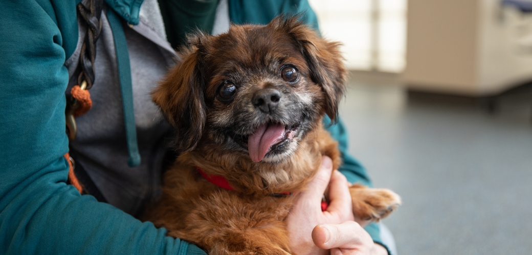 A small brown dog being held in someone's arms