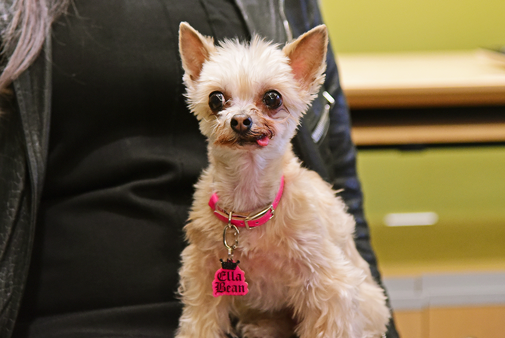 A small dog with its tongue sticking out