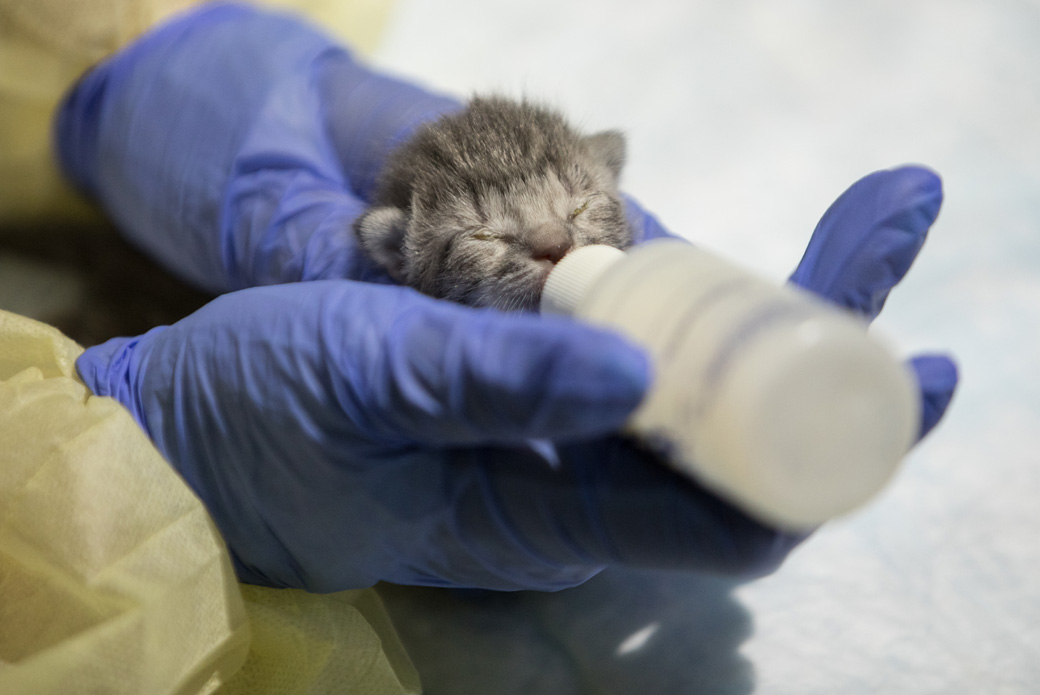 bottle-feeding a kitten