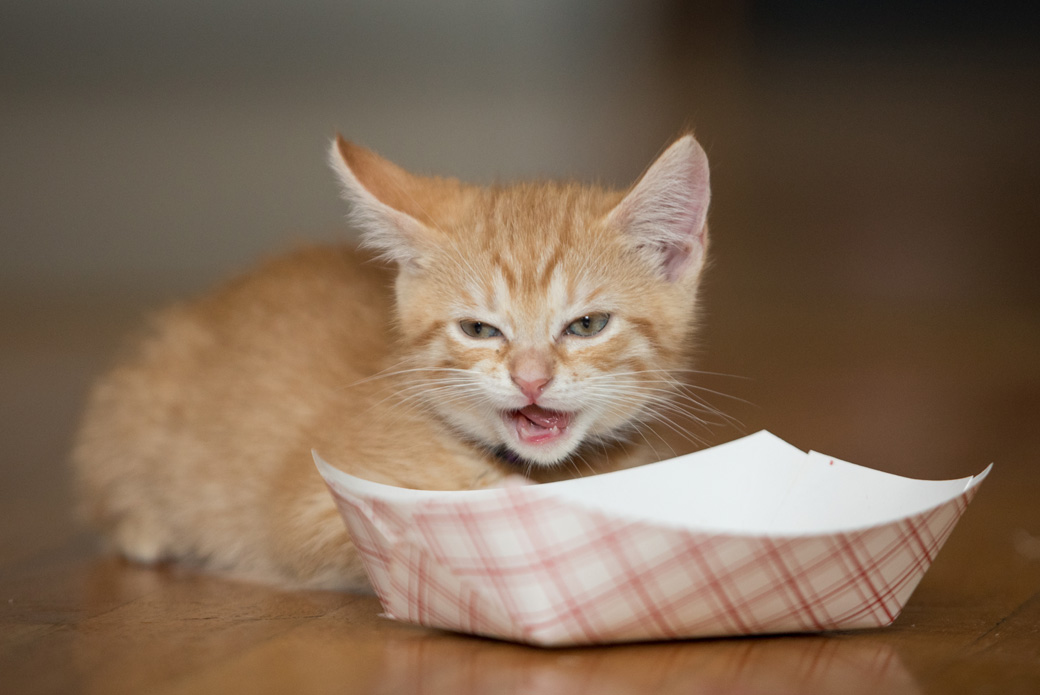 older kitten drinking milk