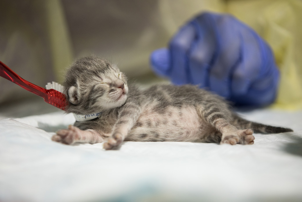 small kitten being brushed