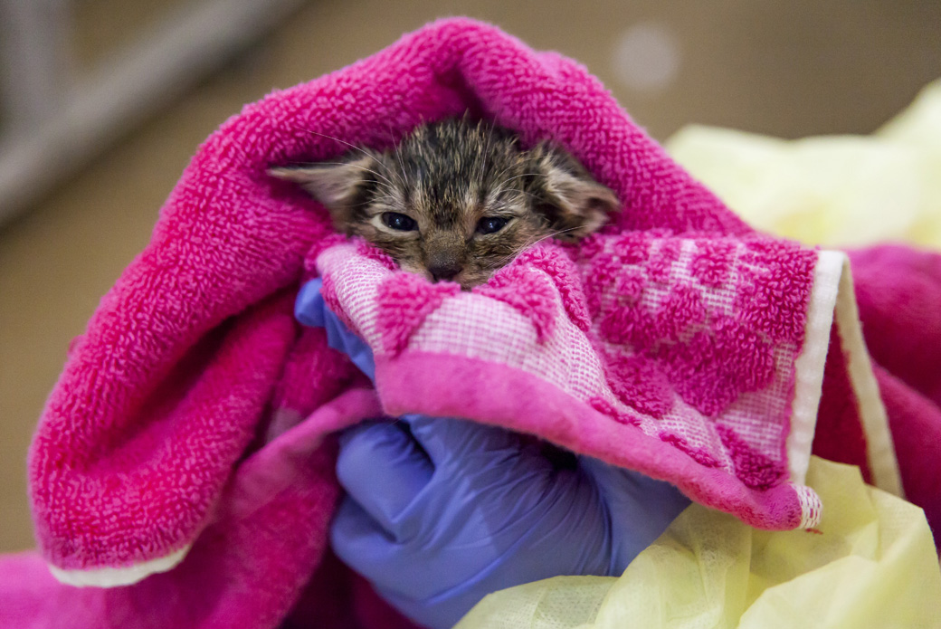 kitten being held in a towel