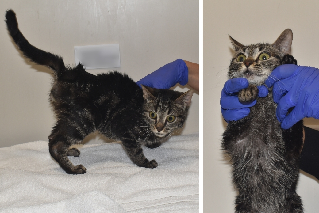 An underweight cat being examined