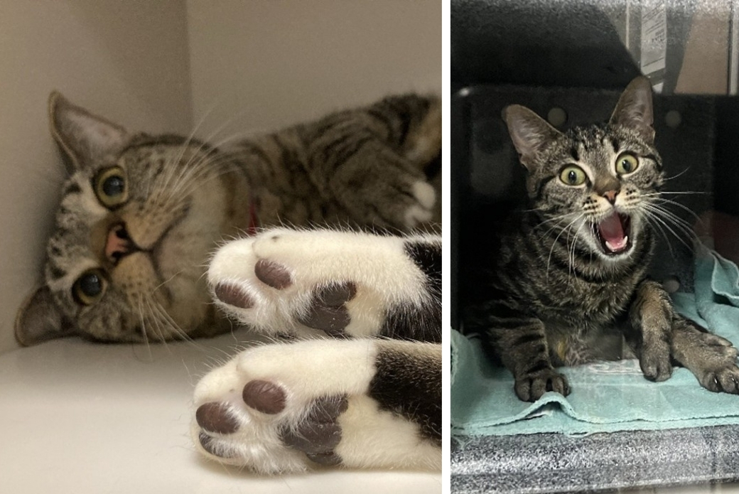 A cat lying down in an enclosure