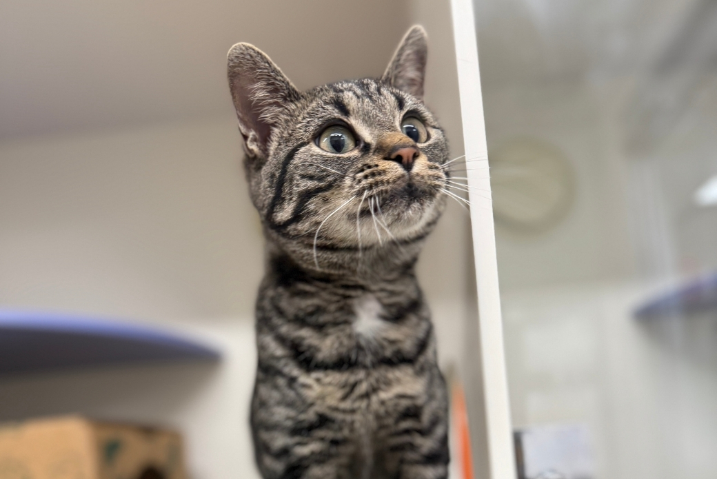 A brown tabby cat looking up