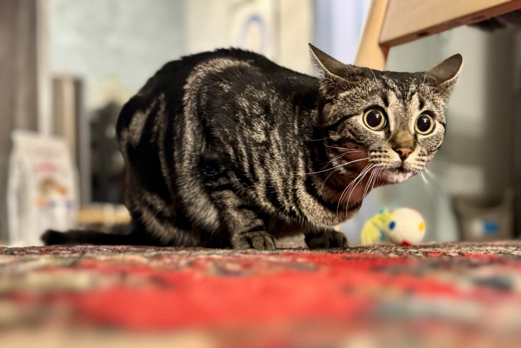 A brown tabby cat sitting low on a rug, ears pulled back