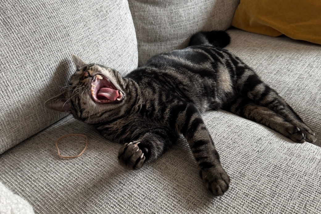 A cat on a couch, yawning wide
