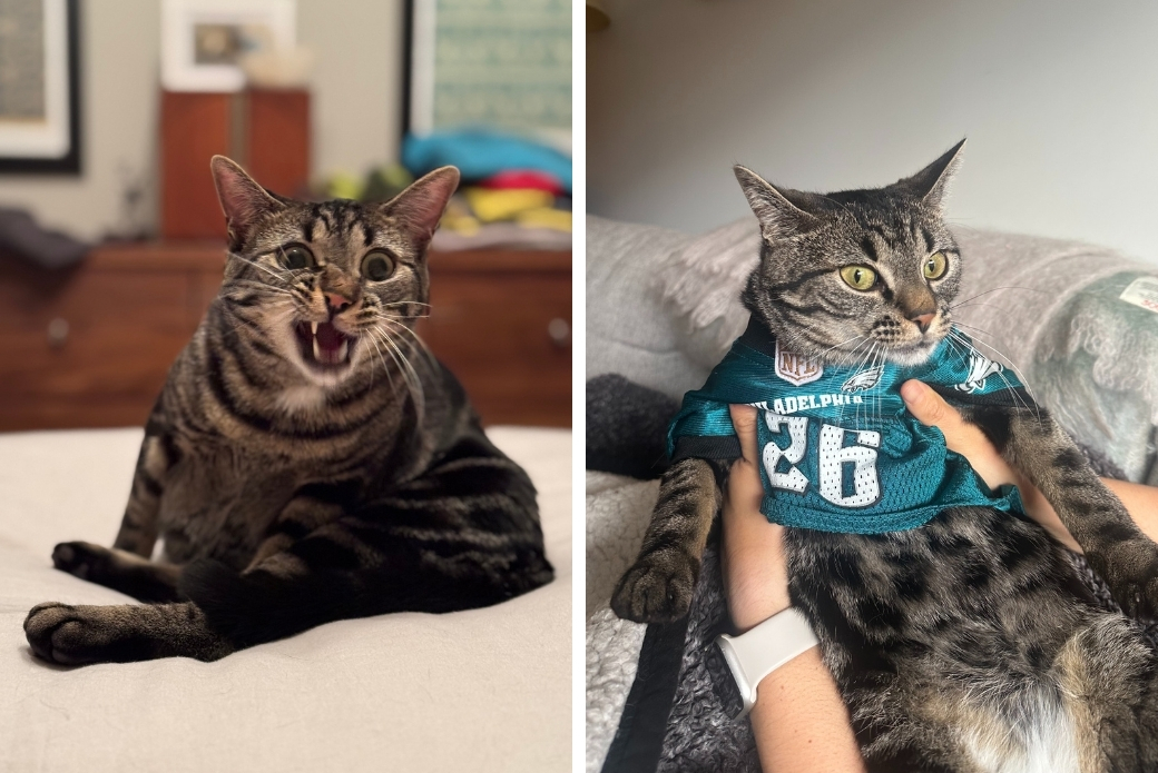 A cat sitting up making a funny face, and a cat wearing a football jersey
