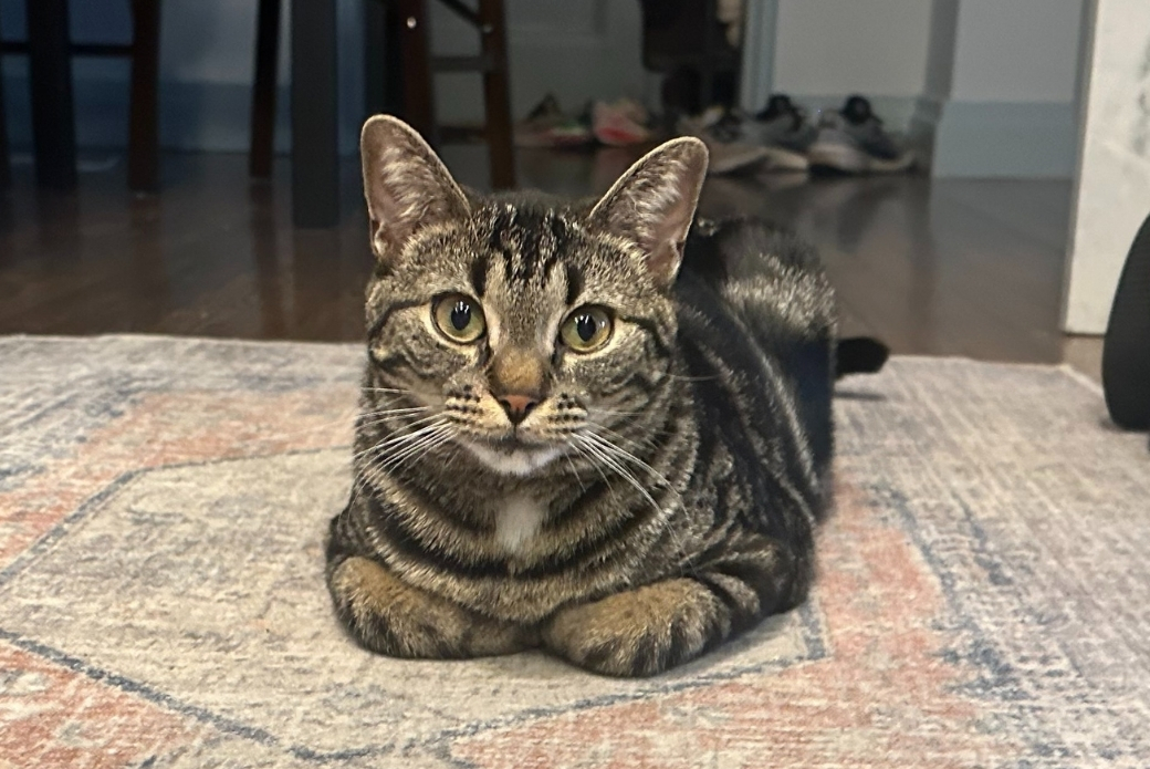 A cat lying down with their legs tucked underneath their body.