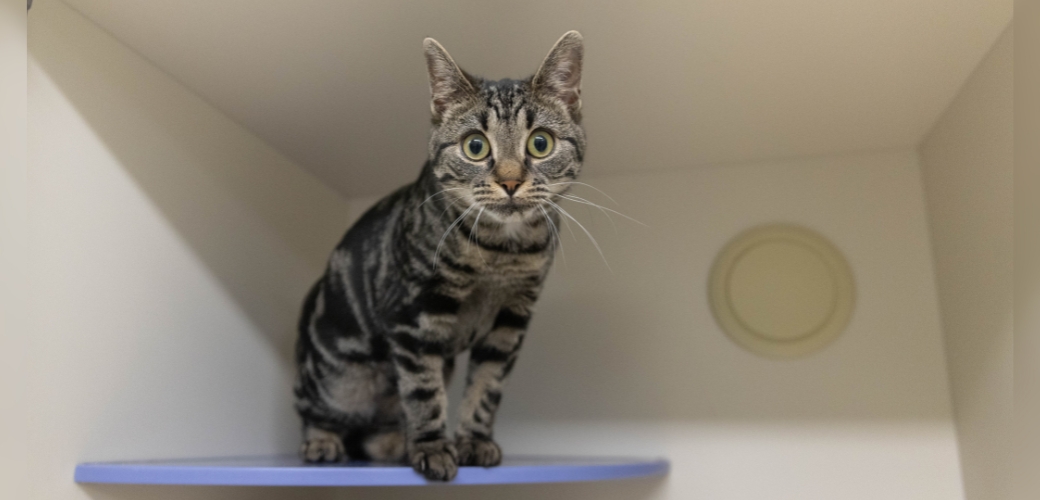 A brown tabby cat sitting on a shelf