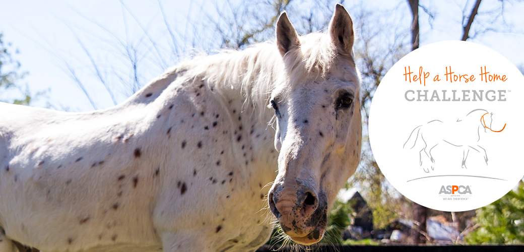 ASPCA Help a Horse Home