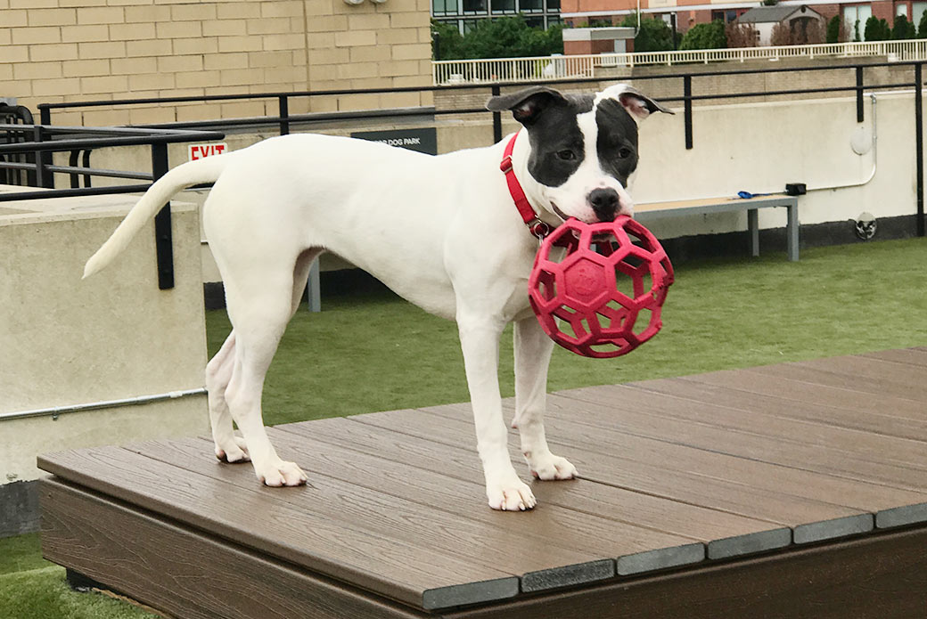 Morgan with a toy on the roof