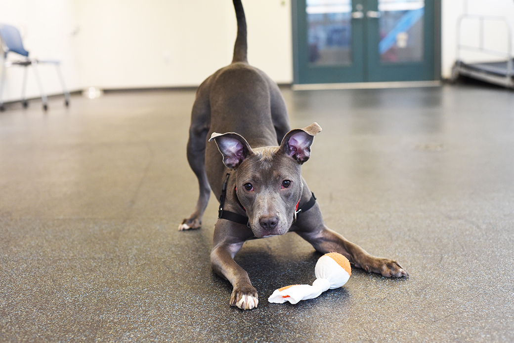 Little crouching in front of toy