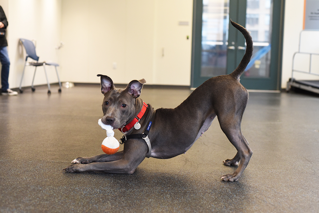 side view of Little with a toy in her mouth