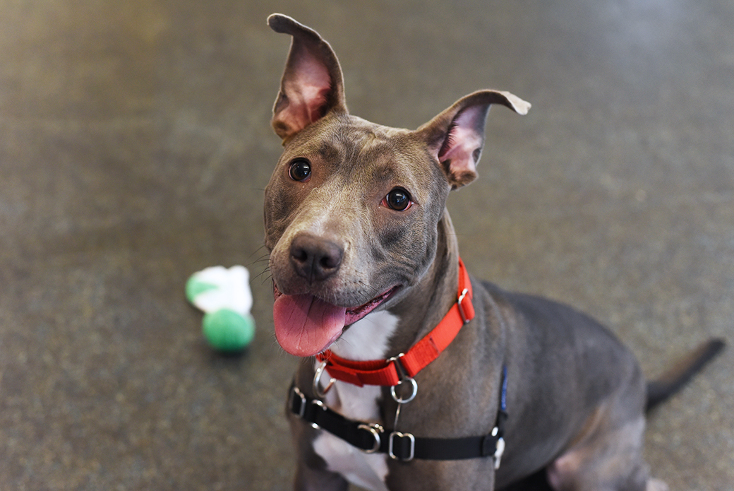 Weela looking at the camera