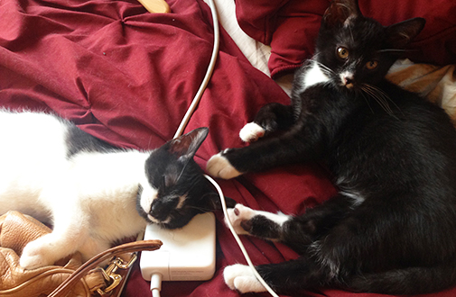 Yin and Yang laying on bed