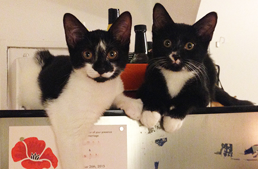 Yin and Yang laying on fridge