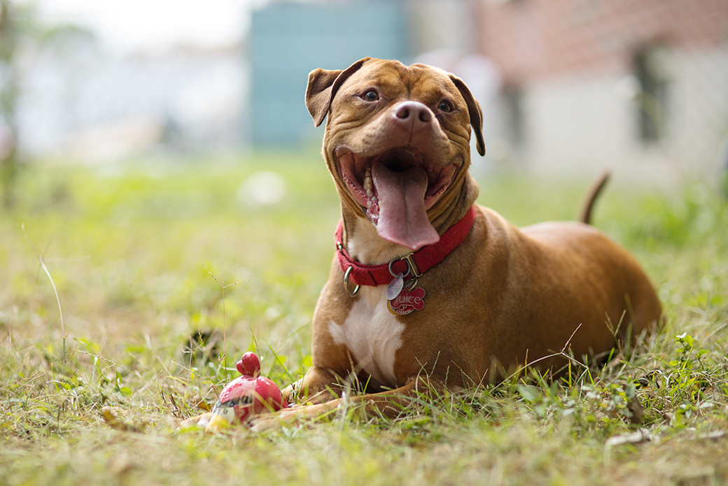 Juice with his toy