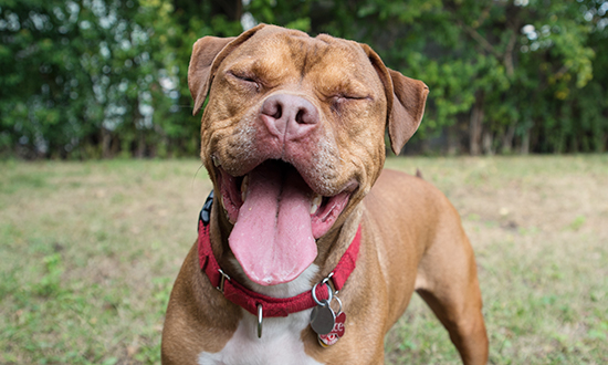 Juice with his eyes closed and tongue out