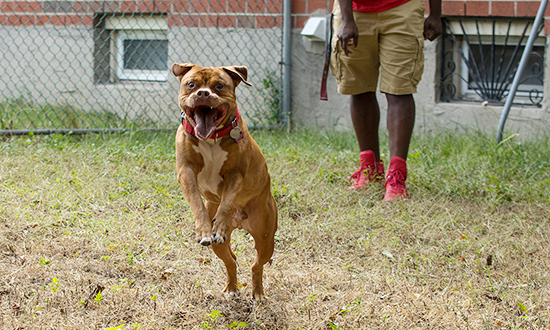 Gemar and Juice playing in the backyard