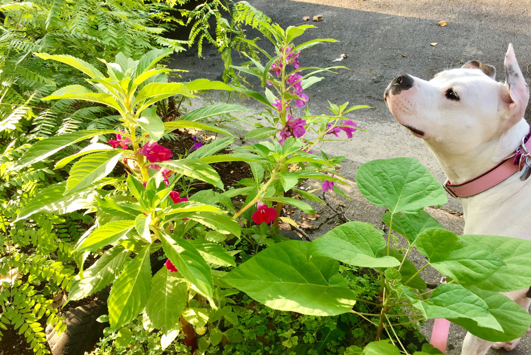 Tori smelling the flowers