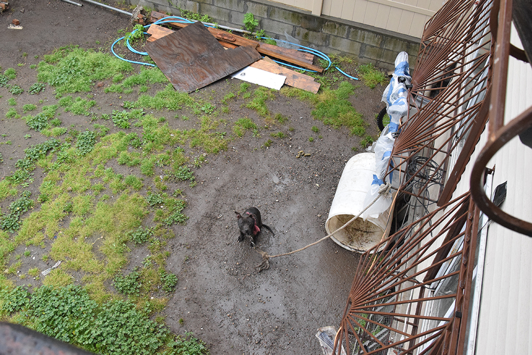 Ginny chained in a backyard