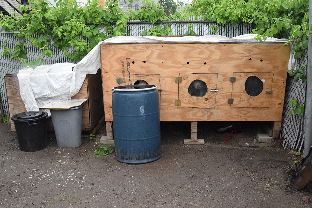 dogs in wooden boxes