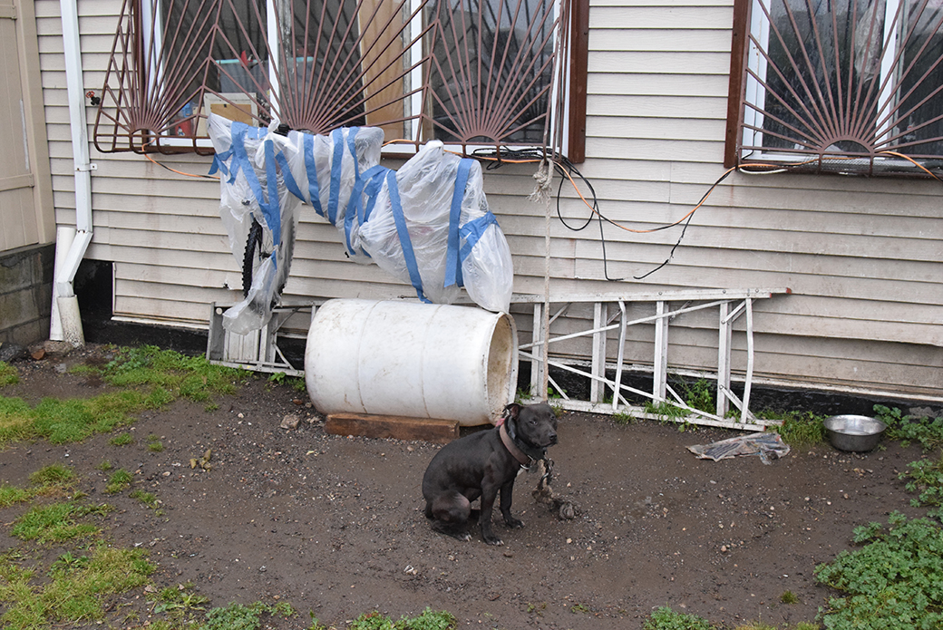 Ginny chained in a backyard