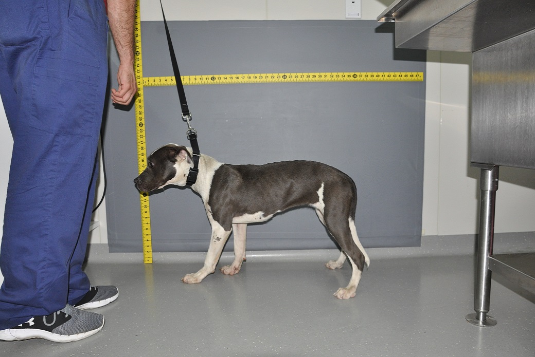 Maryann being measured