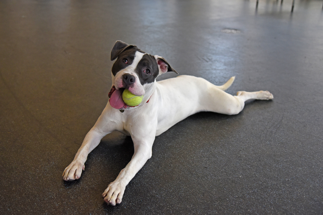 Morgan with a tennis ball in her mouth