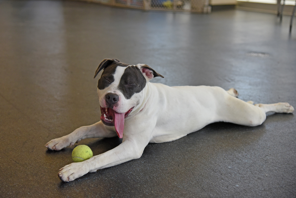 Morgan with a tennis ball