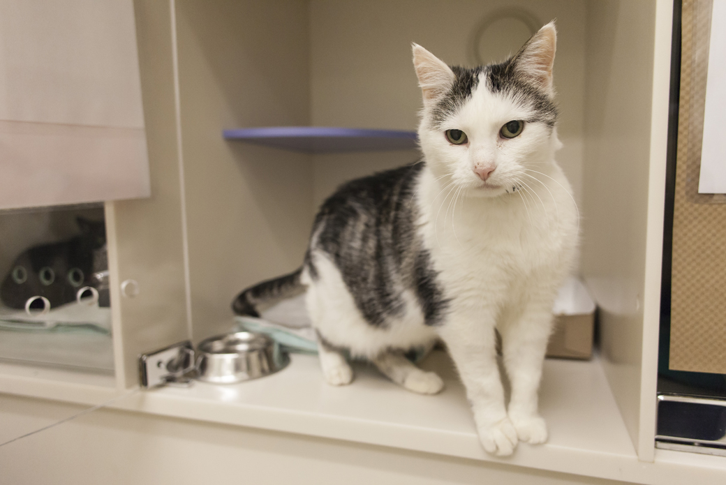 Natalie at the ASPCA adoption center