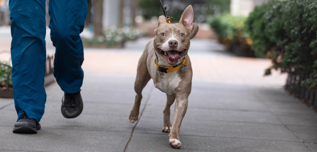 A 3-legged dog running towards the viewer