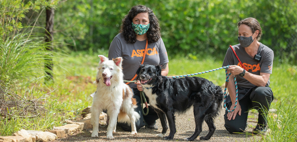 Black and white dogs with humans on walk