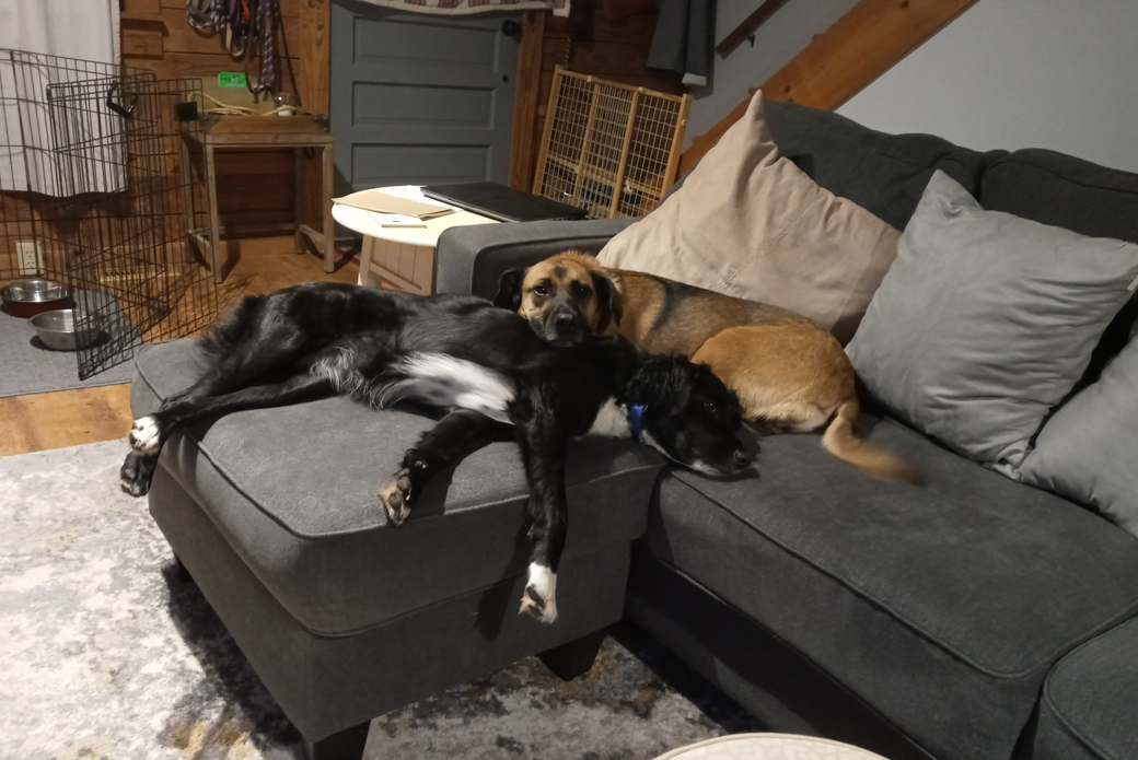 Dogs sleeping on a couch