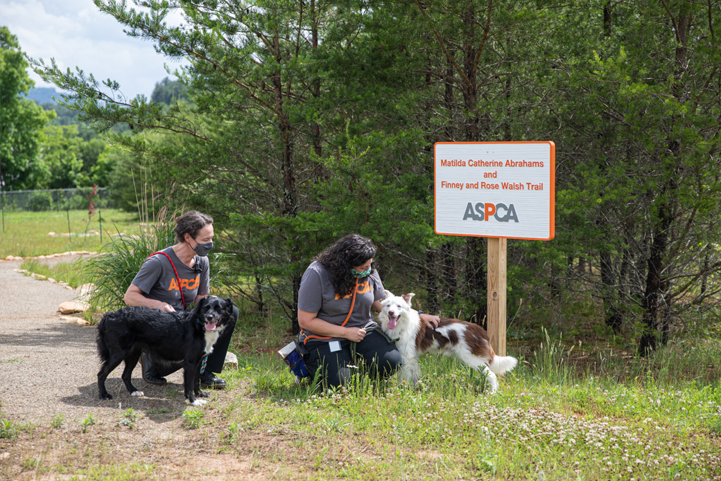 Dogs on a hike