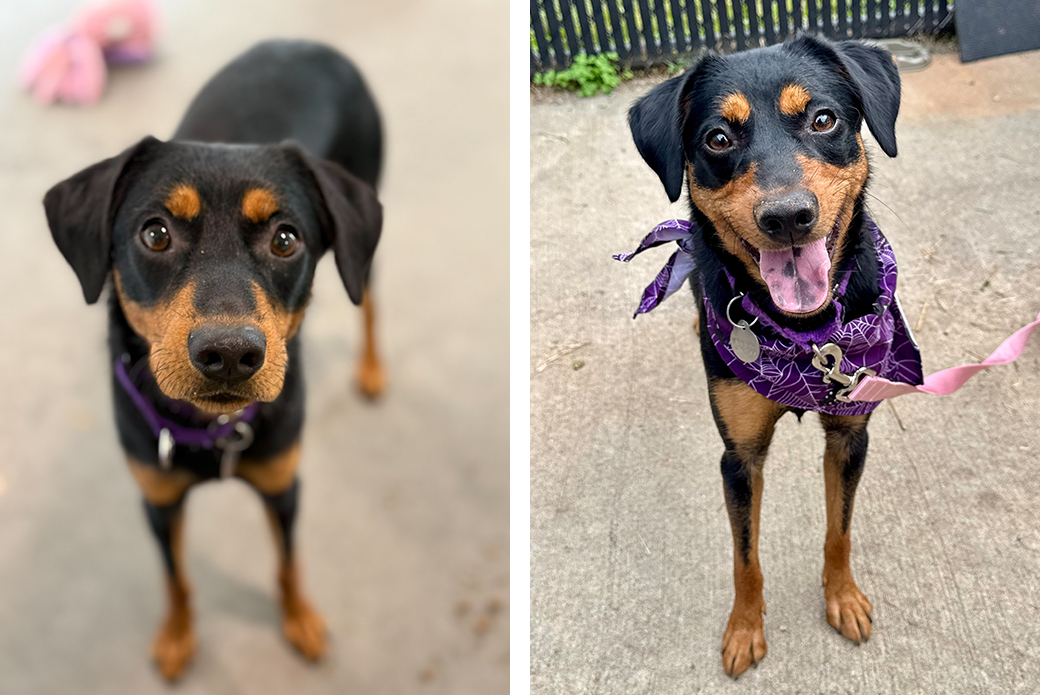 A black-and-brown dog smiling and wearing a purple bandana