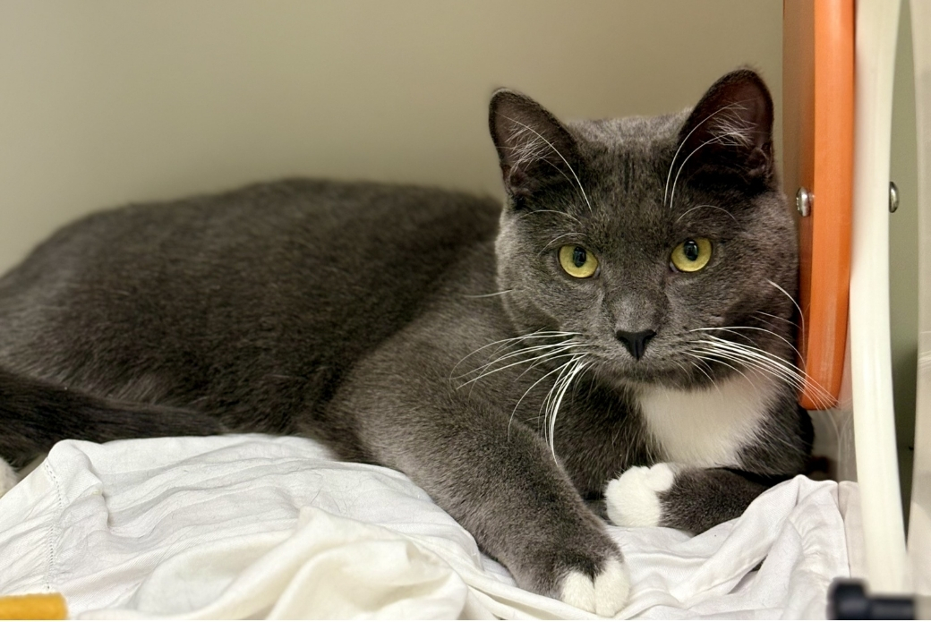 A grey and white cat lying down on a blanket