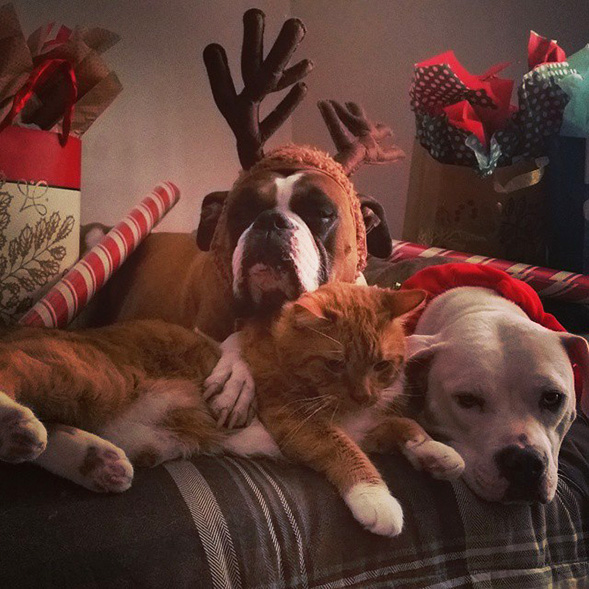 Two dogs and a cat laying on a couch