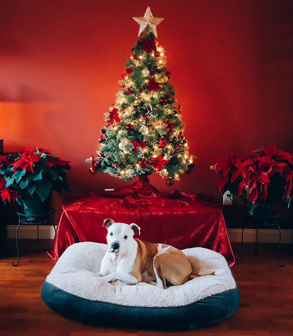 Tan and white pit bull in front of Christmas tree