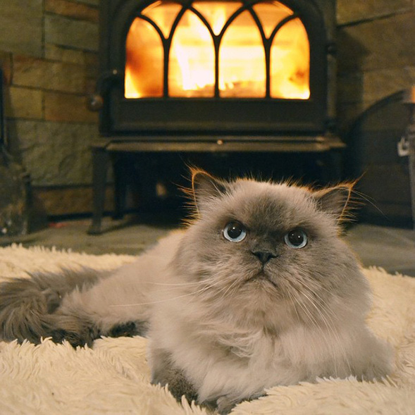 Fluffy cat in front of fire place