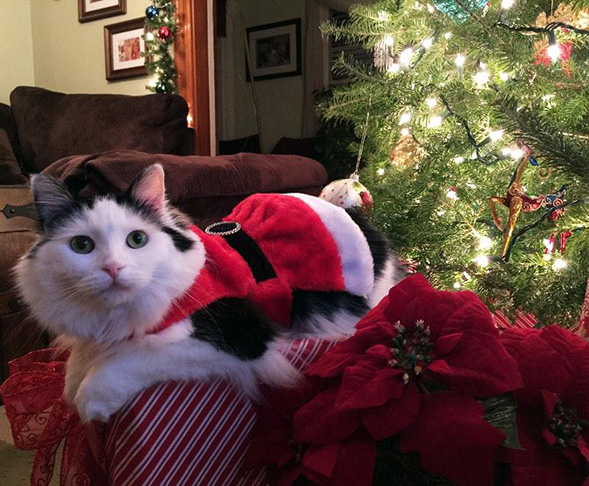 Black and white cat by the Christmas tree