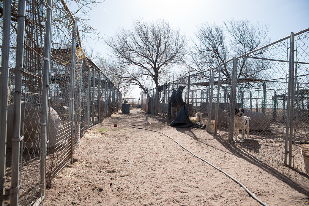 failed animal sanctuary in New Mexico