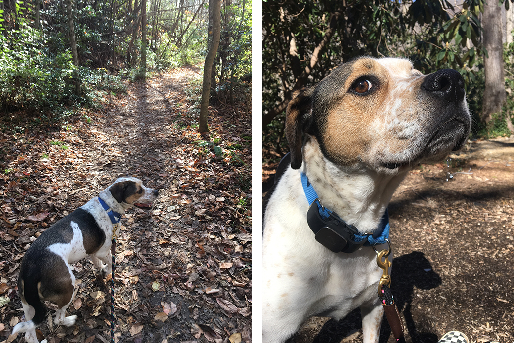 Bart going on a walk in the woods