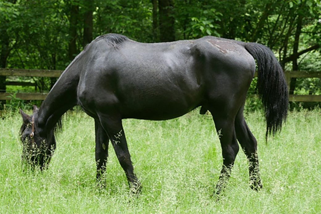 Burke grazing in a pasture 4 months after rescue